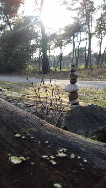 Bouwsel in de natuur 